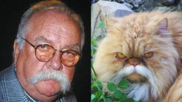 cat-wilford-brimley-thumb.jpg