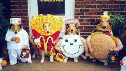dog-fast-food-collies-thumb.jpg