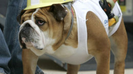 bulldog-halloween-01.jpg