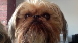 brussels-griffon-before-thumb.jpg