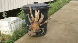 coconut_crab-thumb.jpg
