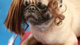 pug-weave-thumb.jpg