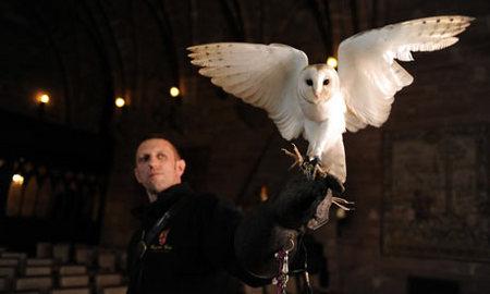Ollie-owl-001-thumb.jpg