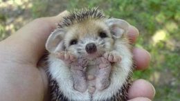 baby-hedgehog-thumb.jpg