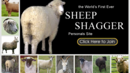 sheepshagger-thumb.png