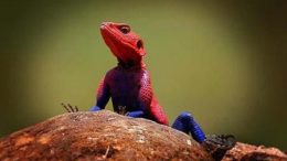 spiderlizard-thumb-450x281-162.jpg