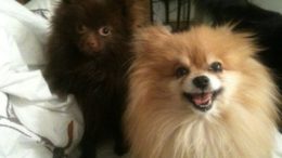 adorable-poms-gizmo-thumb-500x375-1645.jpg