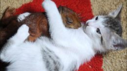 kittysquirrel-thumb-500x293-1735.jpg