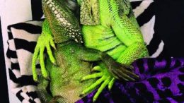 lizardlover-thumb-500x652-1825.jpg