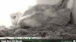 owl-cam-google.jpg