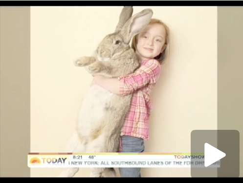 giantrabbit.png