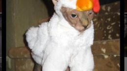 catchicken.jpg