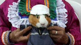 guineapigt.png