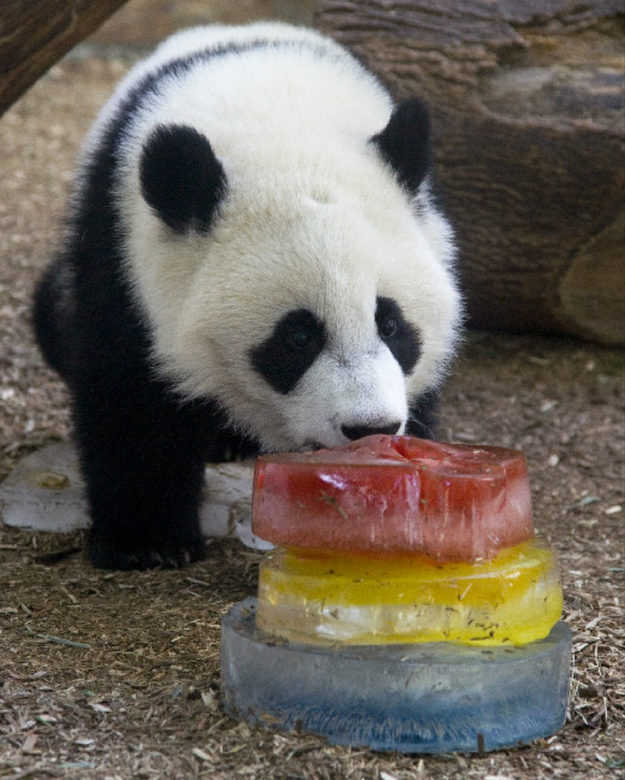 panda licks rainbox ice