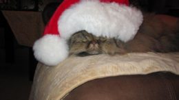 Santa_kitty.jpg