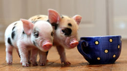 mini_pets_pigs.jpg