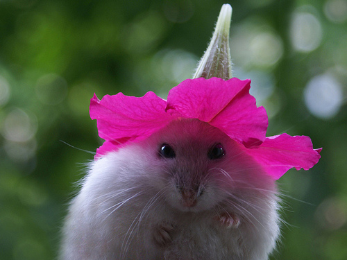 hat-thumb-500x375-4307.jpg