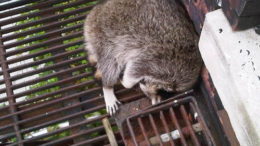cute-raccoon-fire-escape-thumb-500x375-5479.jpg