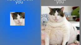 funny-cat-facebook-profile-pic-real-you-fb-you-thumb-500x351-5674.jpg