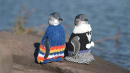 penguin-sweaters-01-thumb-500x328-5817.jpg