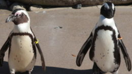 r-GAY-PENGUINS-REUNION-large570-thumb-500x208-5994.jpg