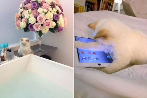 Karl-Lagerfeld-cat-Choupette-Lagerfeld-Twitter-thumb-500x334-7360.jpg