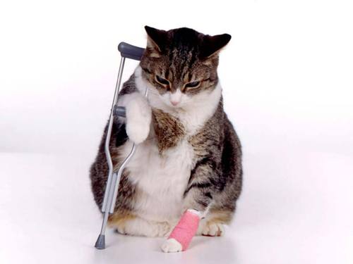 cat_sick_kitten-thumb-500x375-7671.jpg