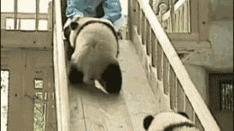 panda.gif