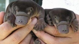 platipus_original-thumb-500x365-9208.jpg