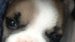 20130401-lentil-cleft-palate-french-bulldog-7-thumb-500x667-10993.jpg