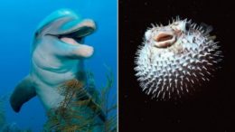GTY_dolphin_pufferfish_split_sr_131231_16x9_992-thumb-500x281-16610.jpg