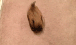 running-pekingese-puppies-01.gif