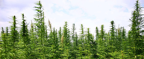 pot-inset-thumb-500x206-18043.jpg