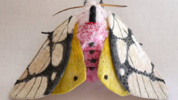 yumi-okita-moths-06-thumb-500x360-20025.jpg