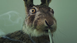 rabbit-stoner-thumb-500x333-24690.jpg
