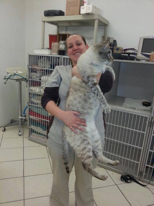 andre-the-giant-cat