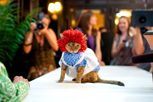 new3catfashionshow0810