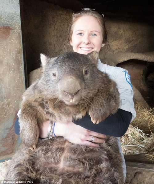 patrick-wombat-03