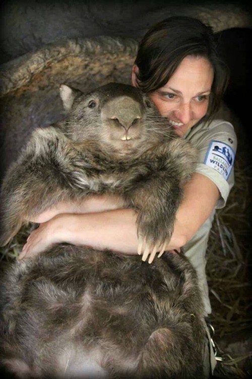 wombat Patrick Credit and link back to www.wildlifepark.com.au please