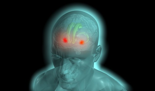 Amygdala_01