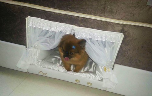 pet-bed-inside-mattress-colchao-inteligente-postural-20