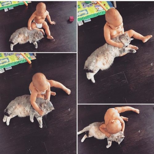 cat and baby