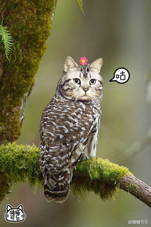 meowls-02