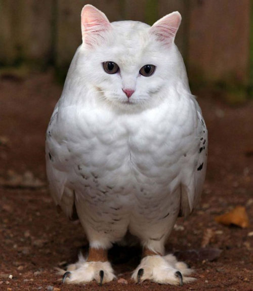 meowls-03