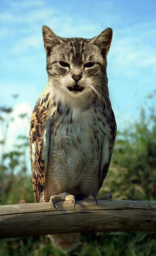 meowls-04