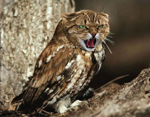 meowls-05