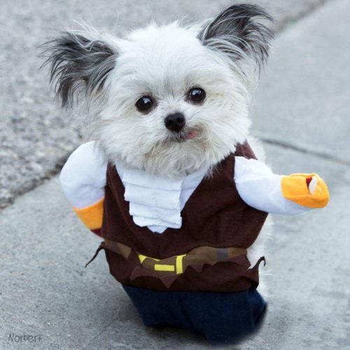 norbert-pirate