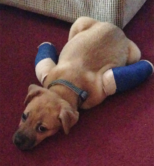 pup-in-casts
