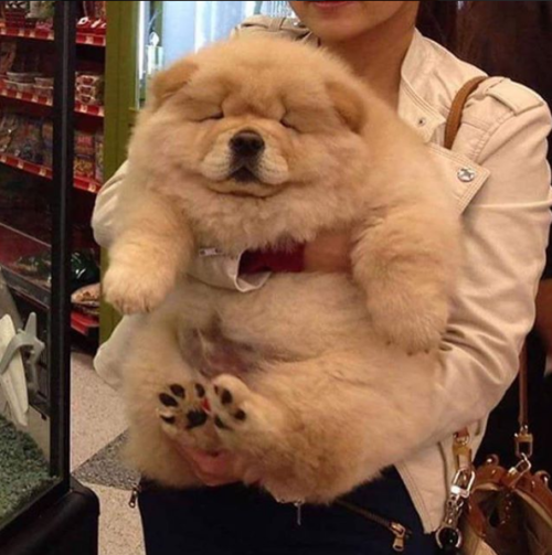 really-big-chow-chow