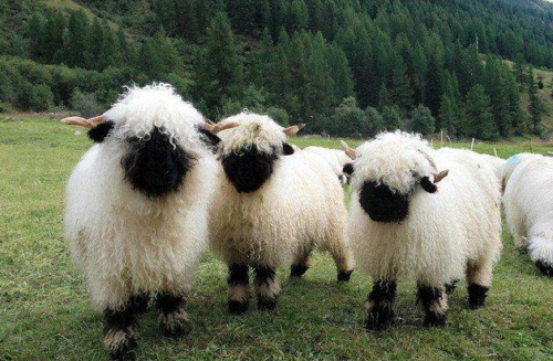 valais-black-sheep